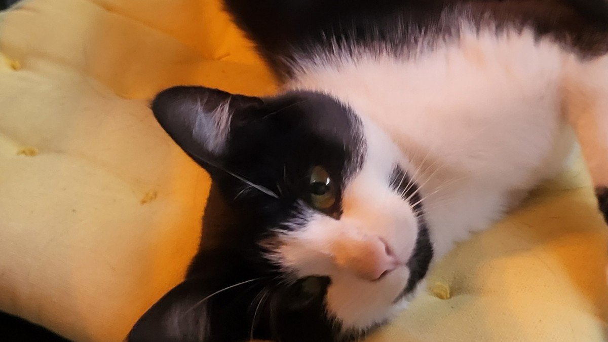 Misa