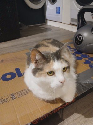 Sammy