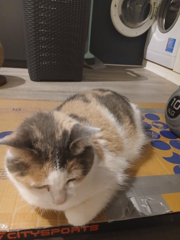 Sammy