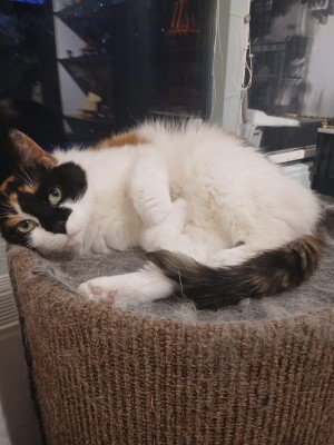 Simba