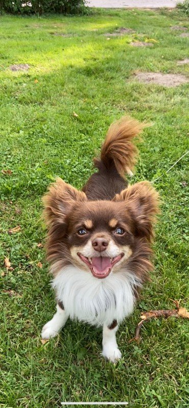 Baco