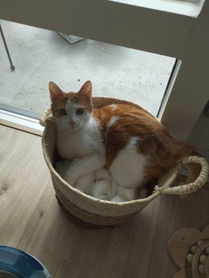 Milo