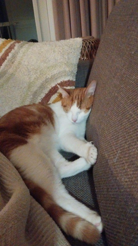 Milo