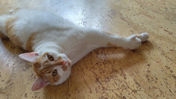 Pippi