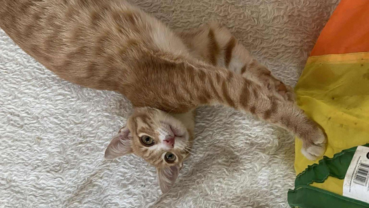 Rico