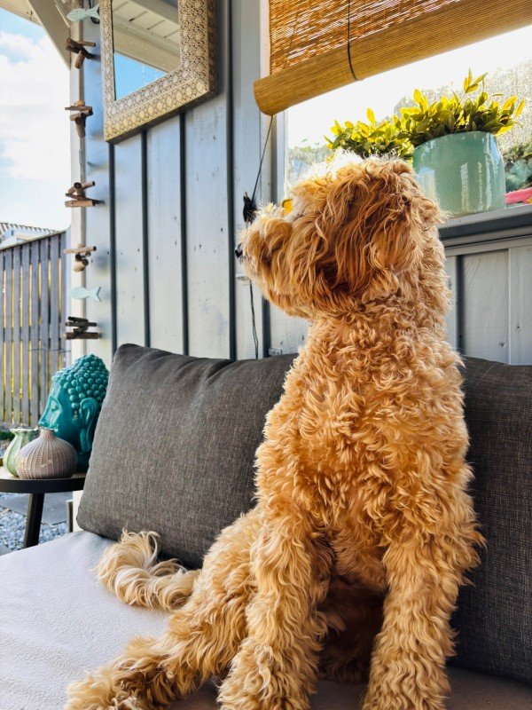 Ted