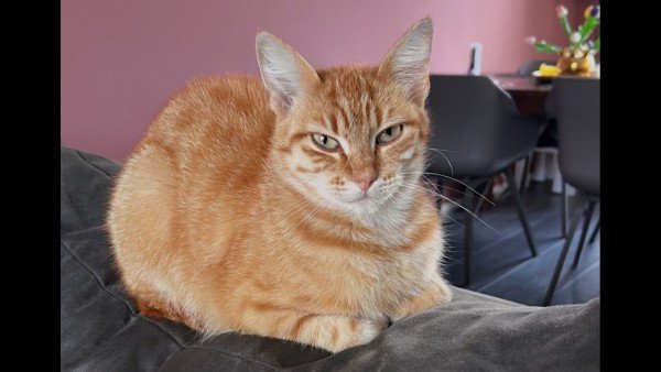 Lola
