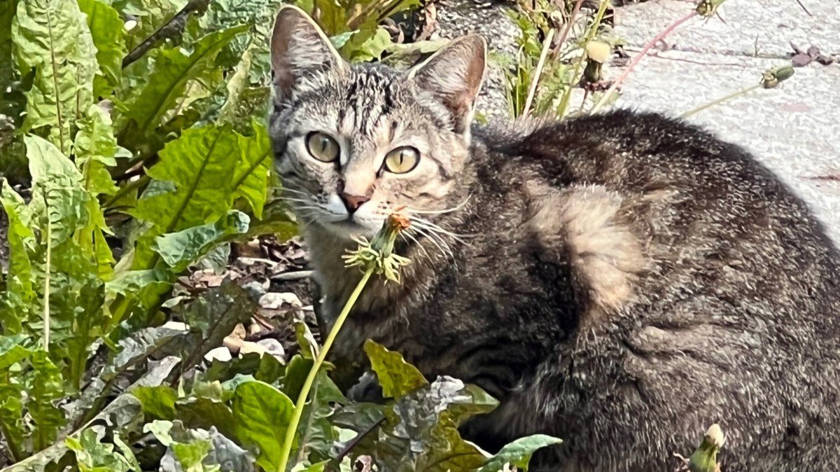 Bella