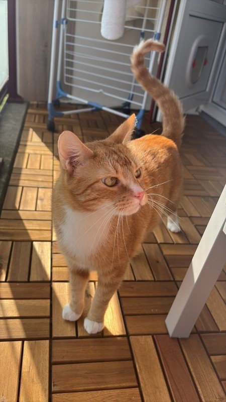 Ollie