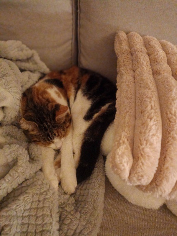 Lilly