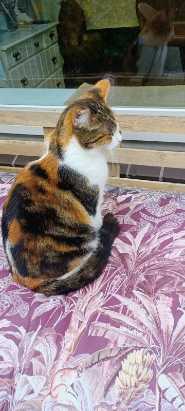 Lilly