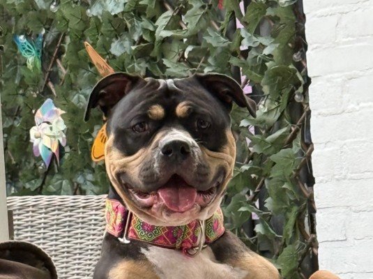 Trixie