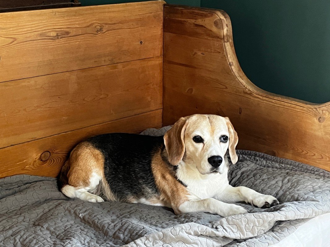 Pippa