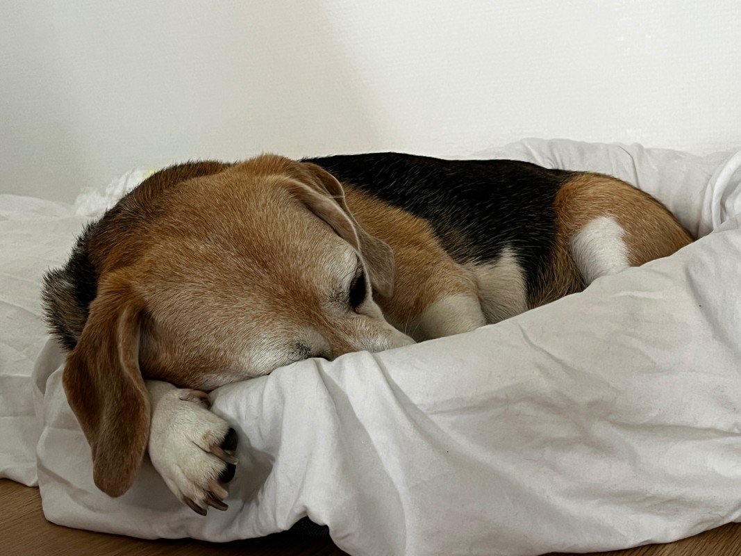 Pippa