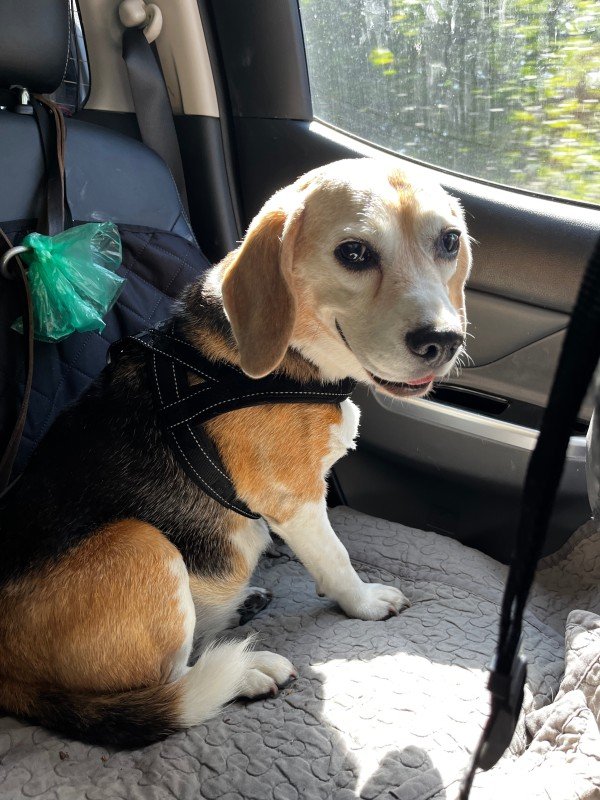 Pippa