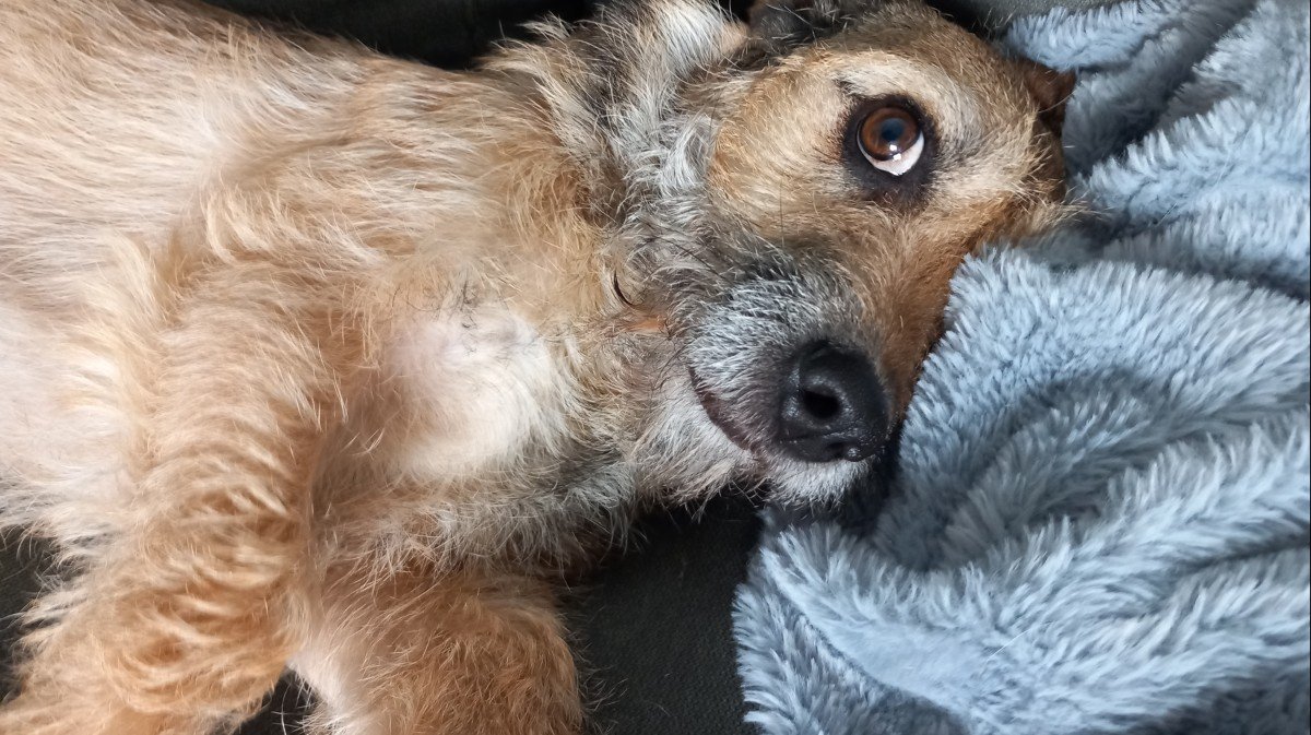 Odin