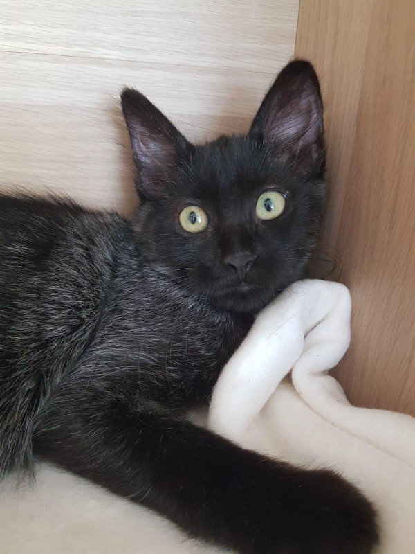 Merlin
