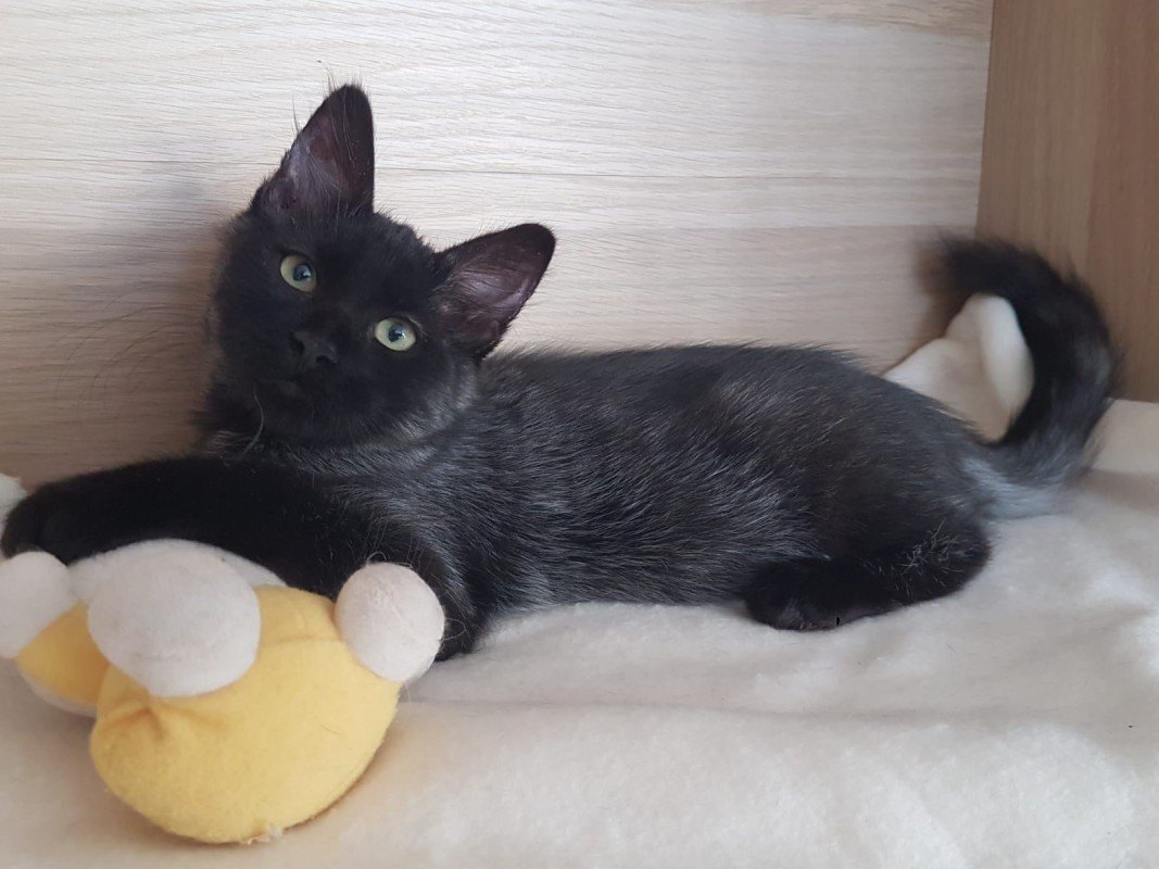 Merlin