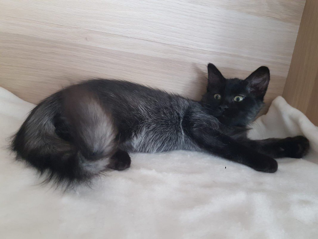 Merlin