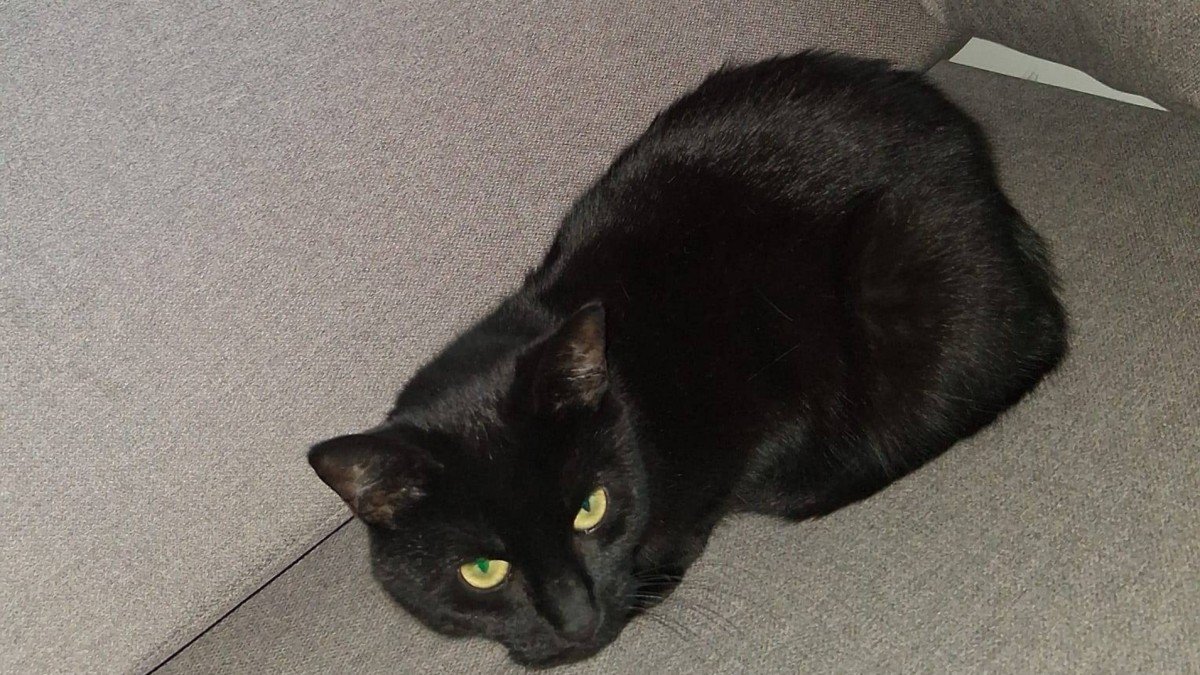 Blackie