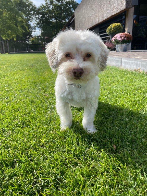 Bobbie