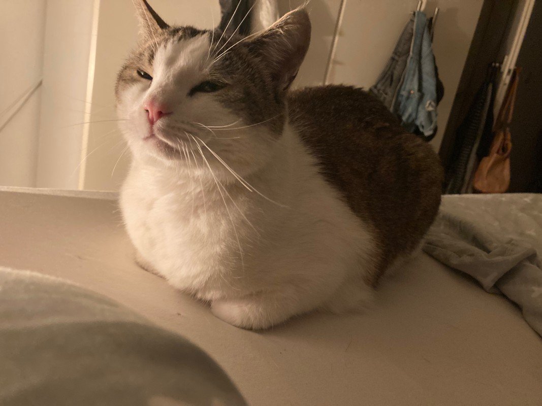 Pip