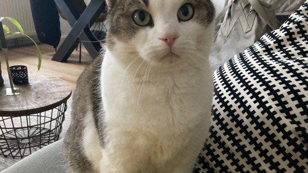 Pip