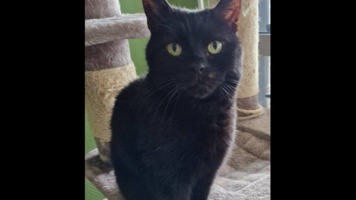 Benji