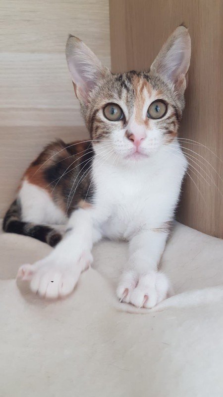 Matisa