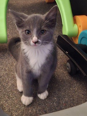 Pip