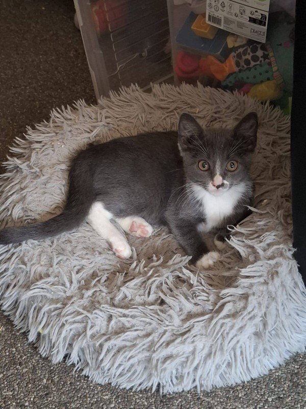 Pip