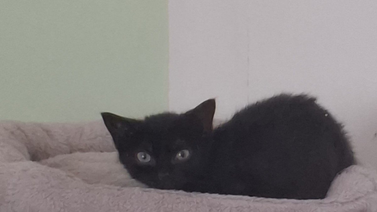 Blacky