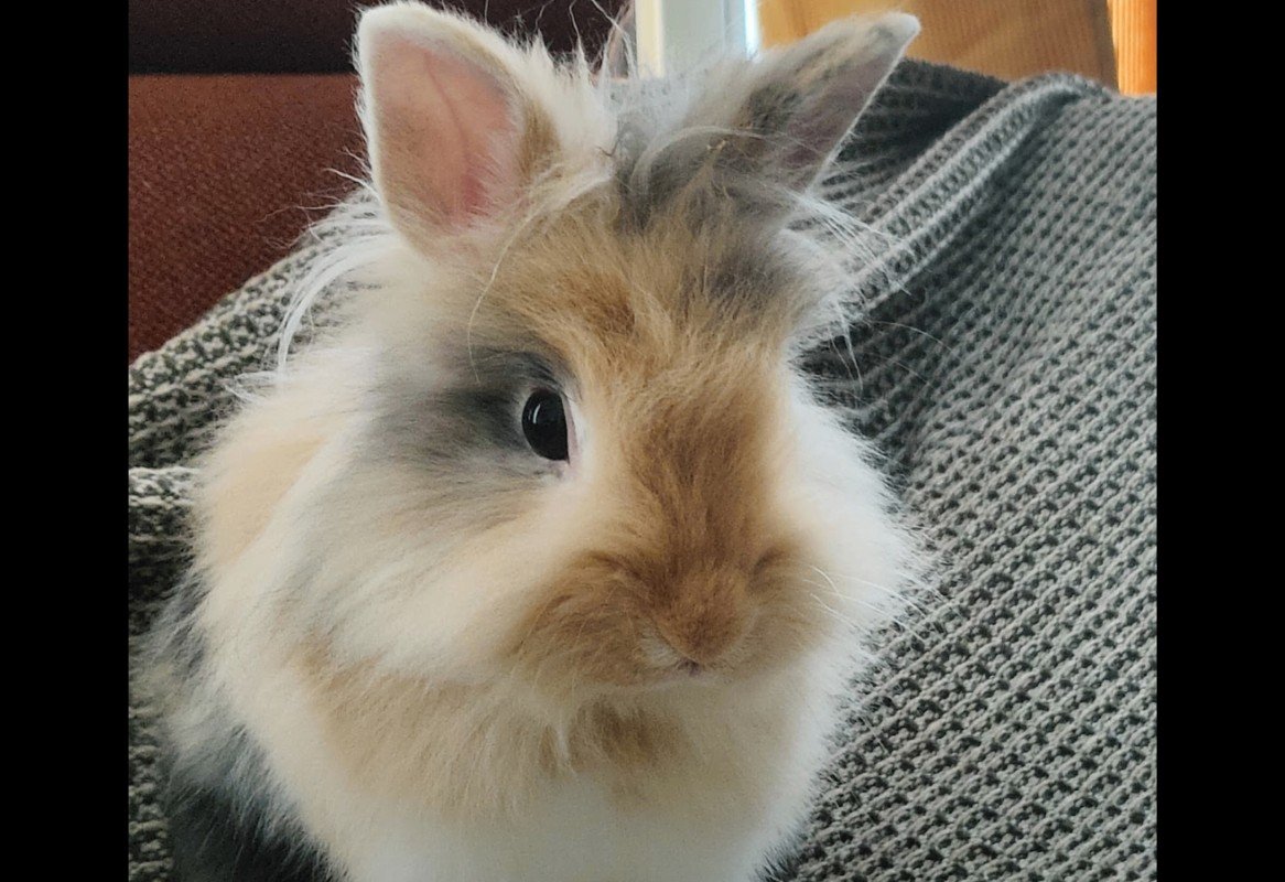 Tilly