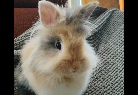Tilly