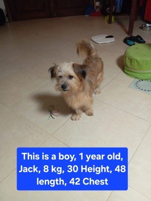Jack