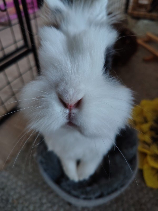 Bo
