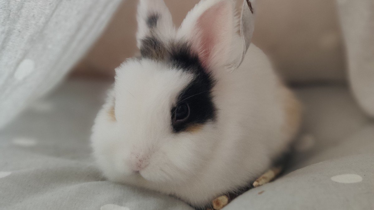 Bo