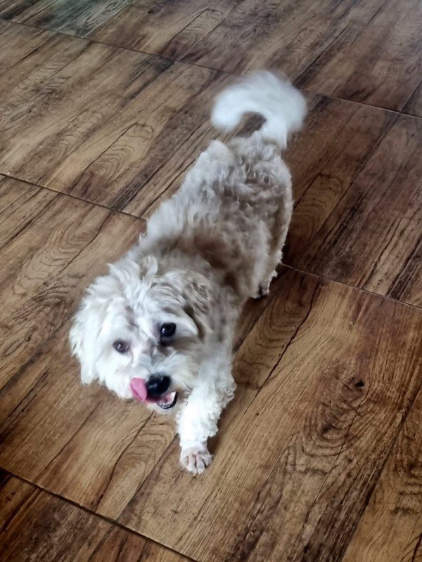 Benji