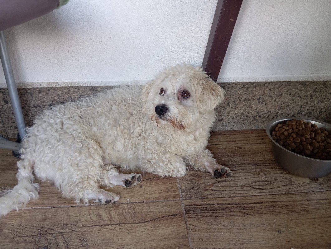 Benji