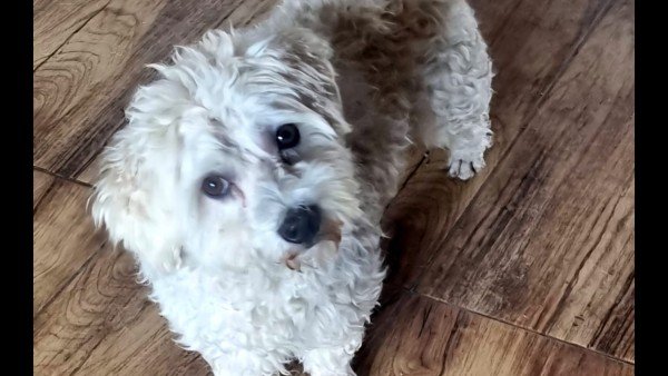 Benji