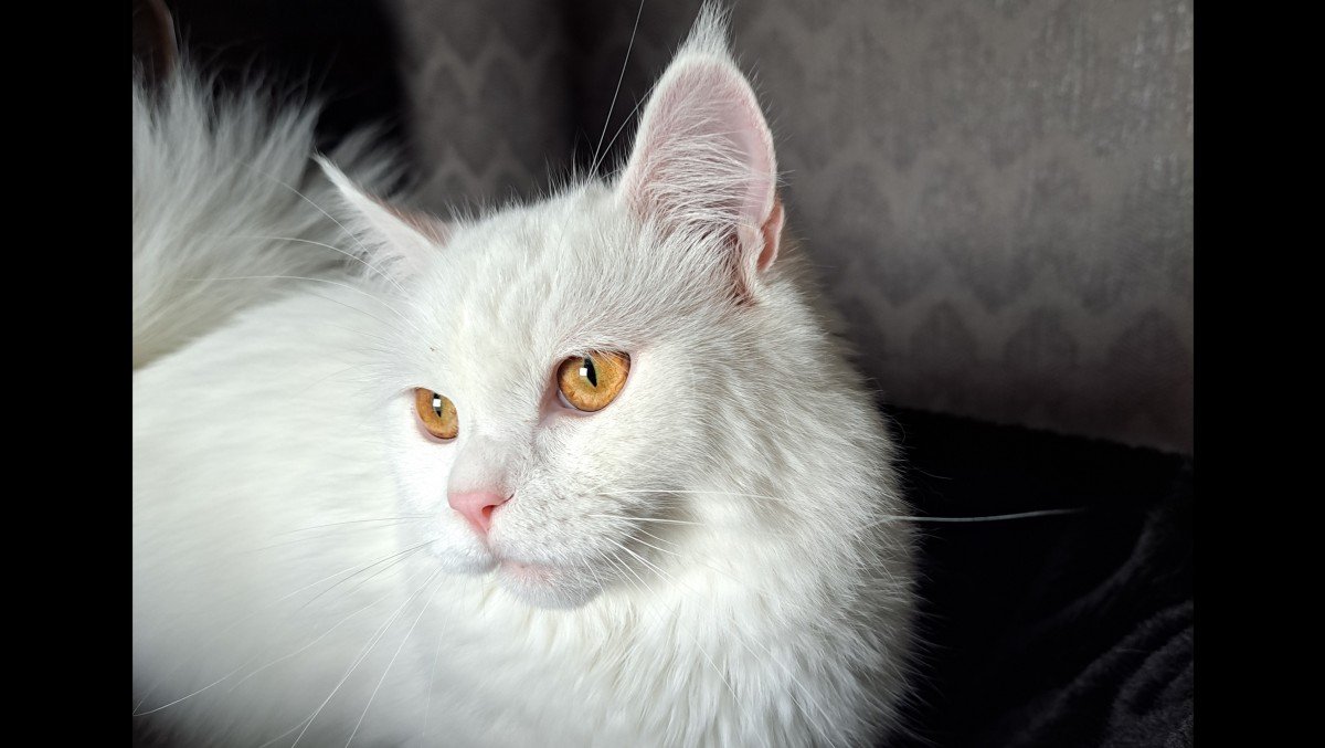 Nala