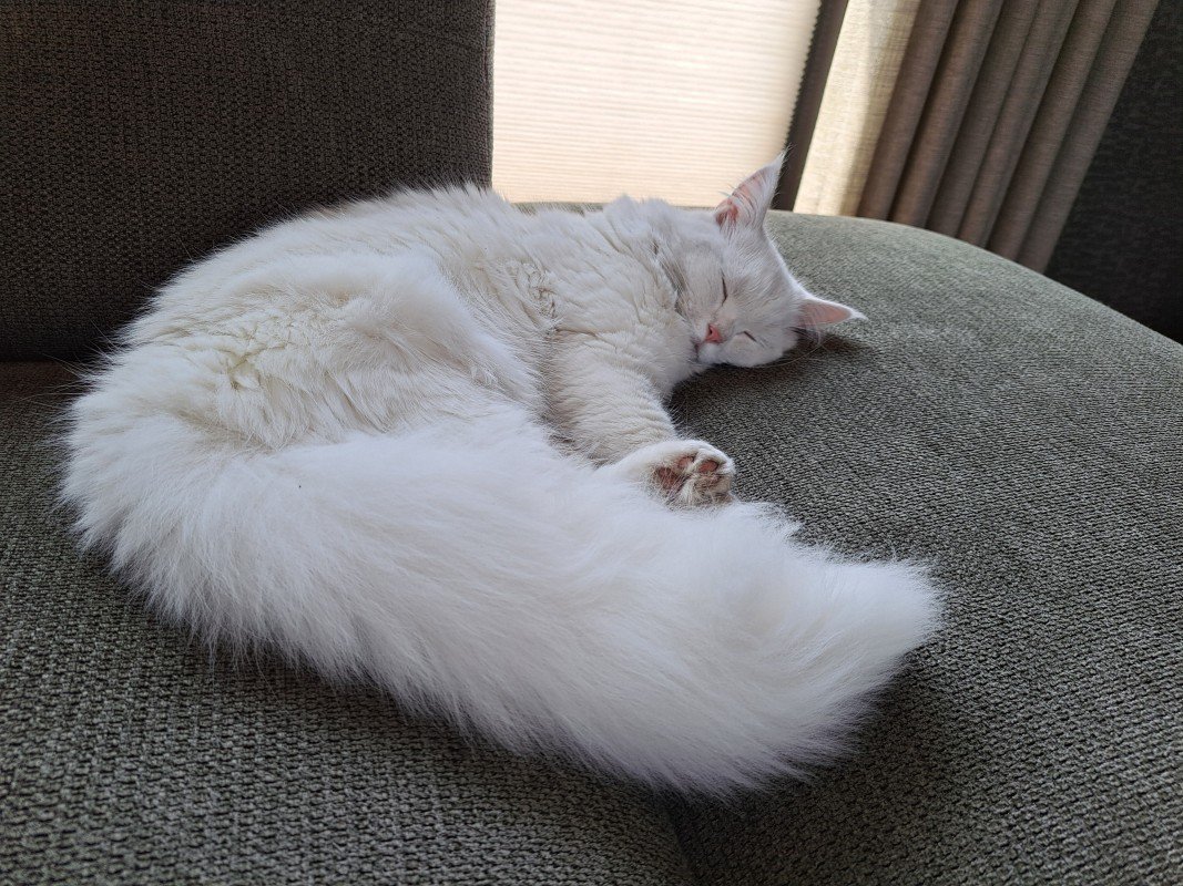 Nala