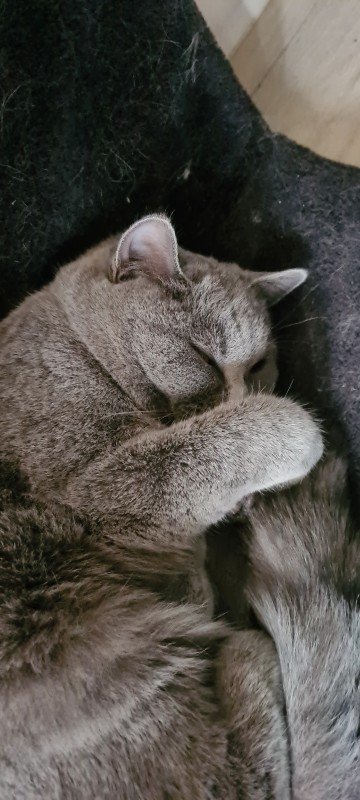 Roxy