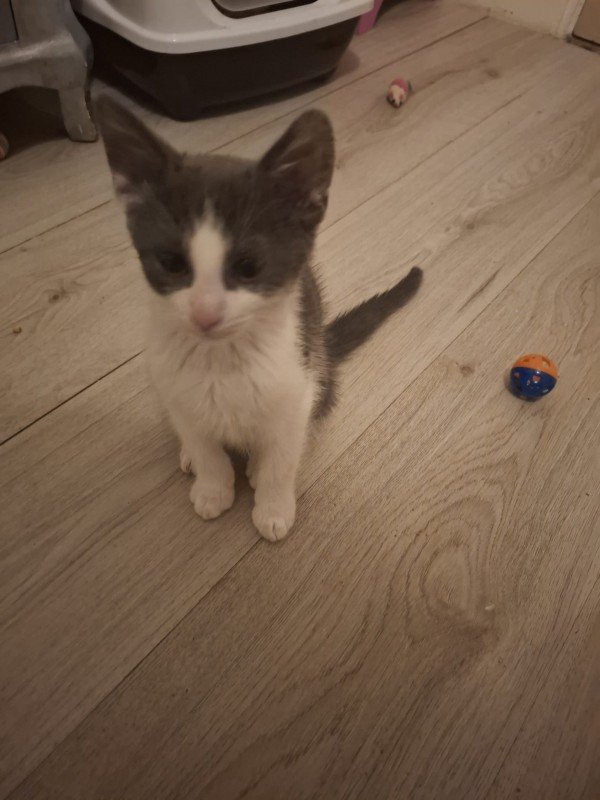 Fionn