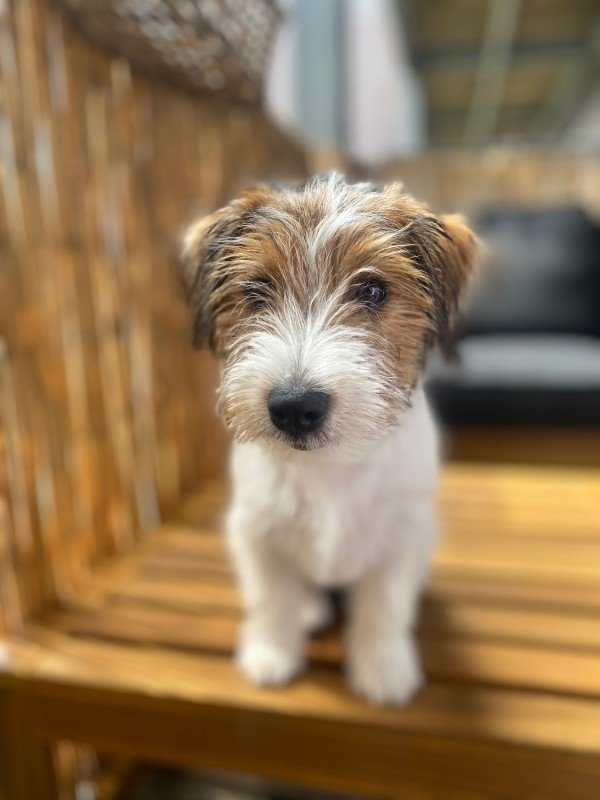 Frenkie