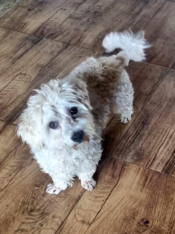 Benji