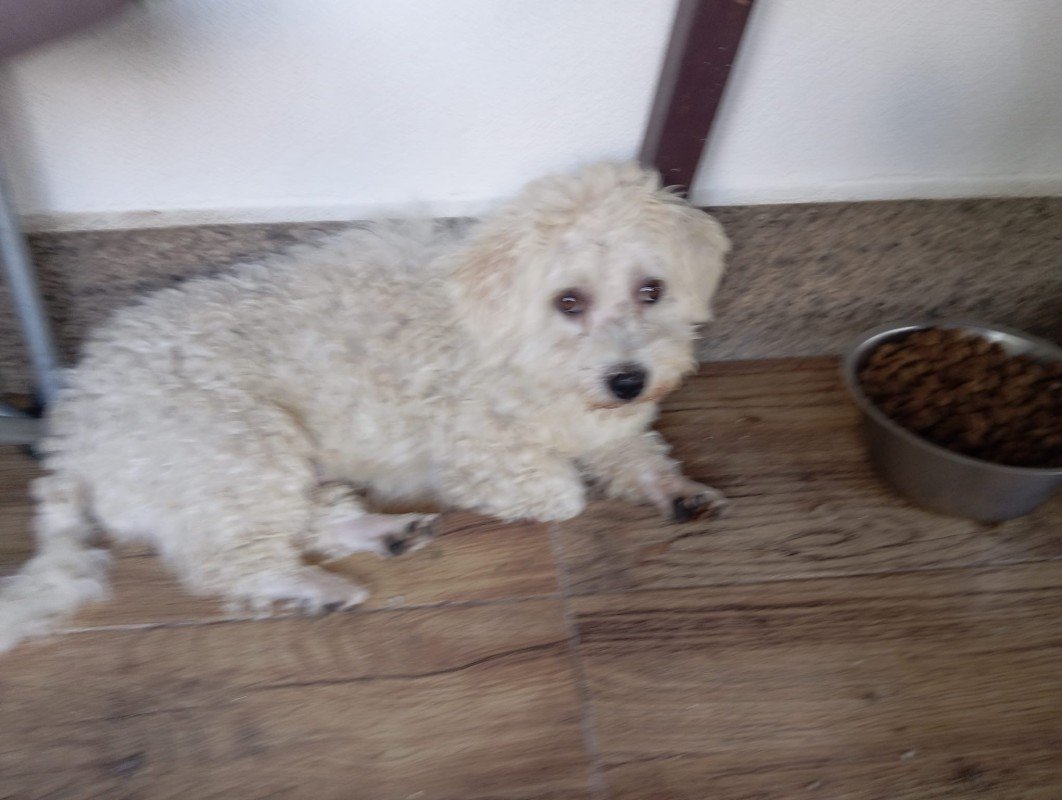 Benji