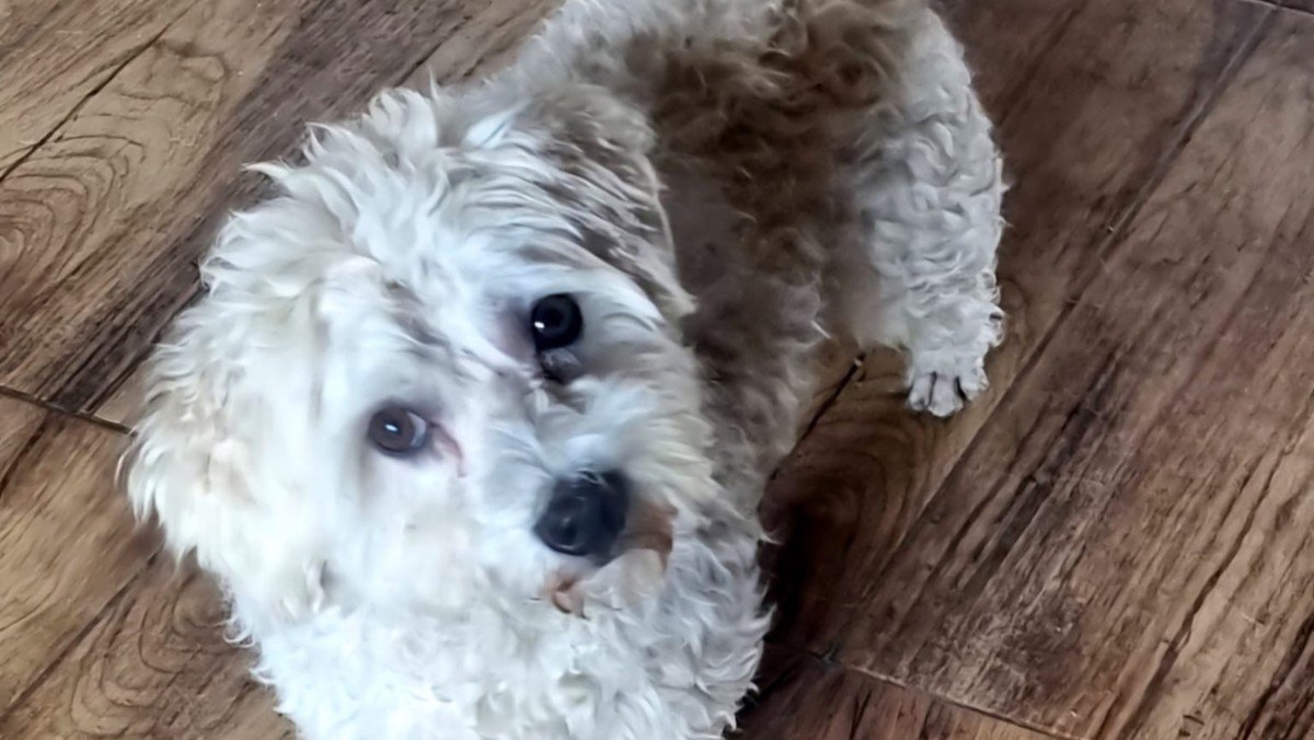 Benji