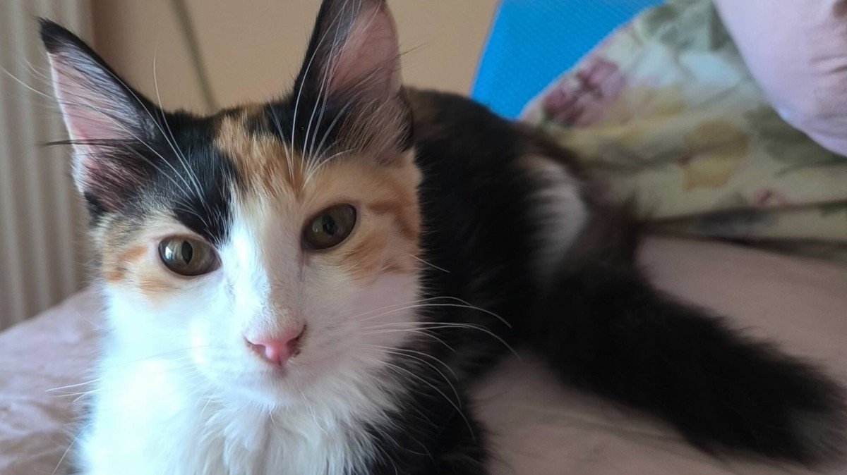 Maya