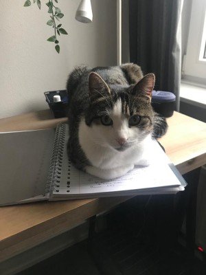 Pip